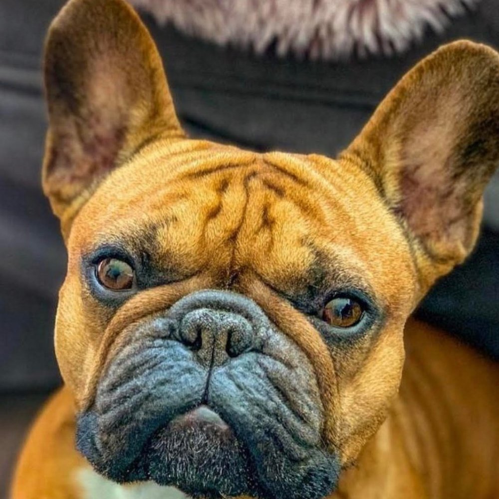 Meet your Posher, Jacqueline